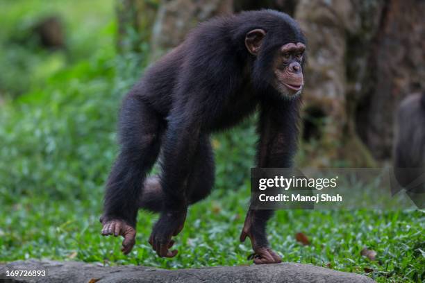 male chimpanzee youngster - chimpanzee stock pictures, royalty-free photos & images