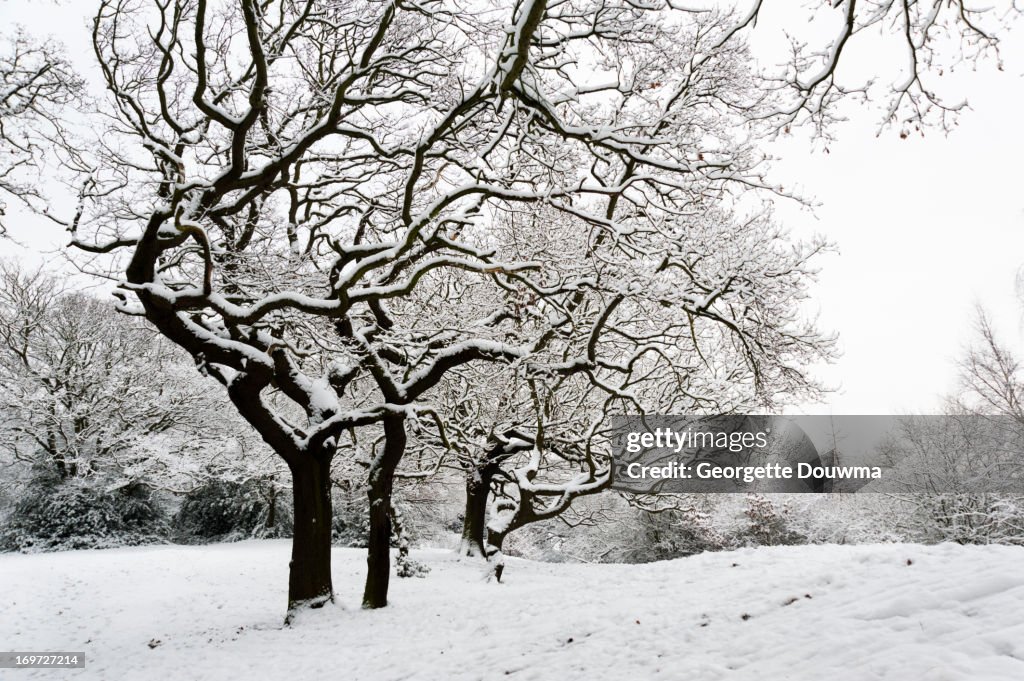 Winter in forest.