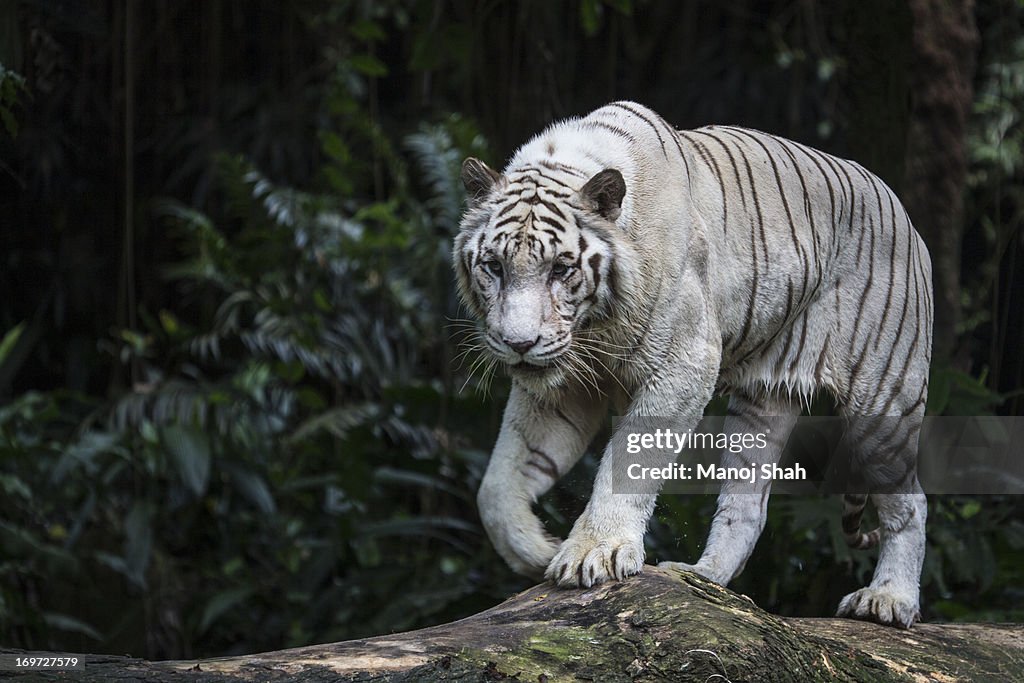 White tiger