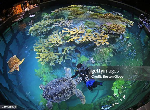 Myrtle, a green sea turtle, and a loggerhead sea turtle, on the left, check out the tank. Divers, including Doris Morrisette, gradually return sea...