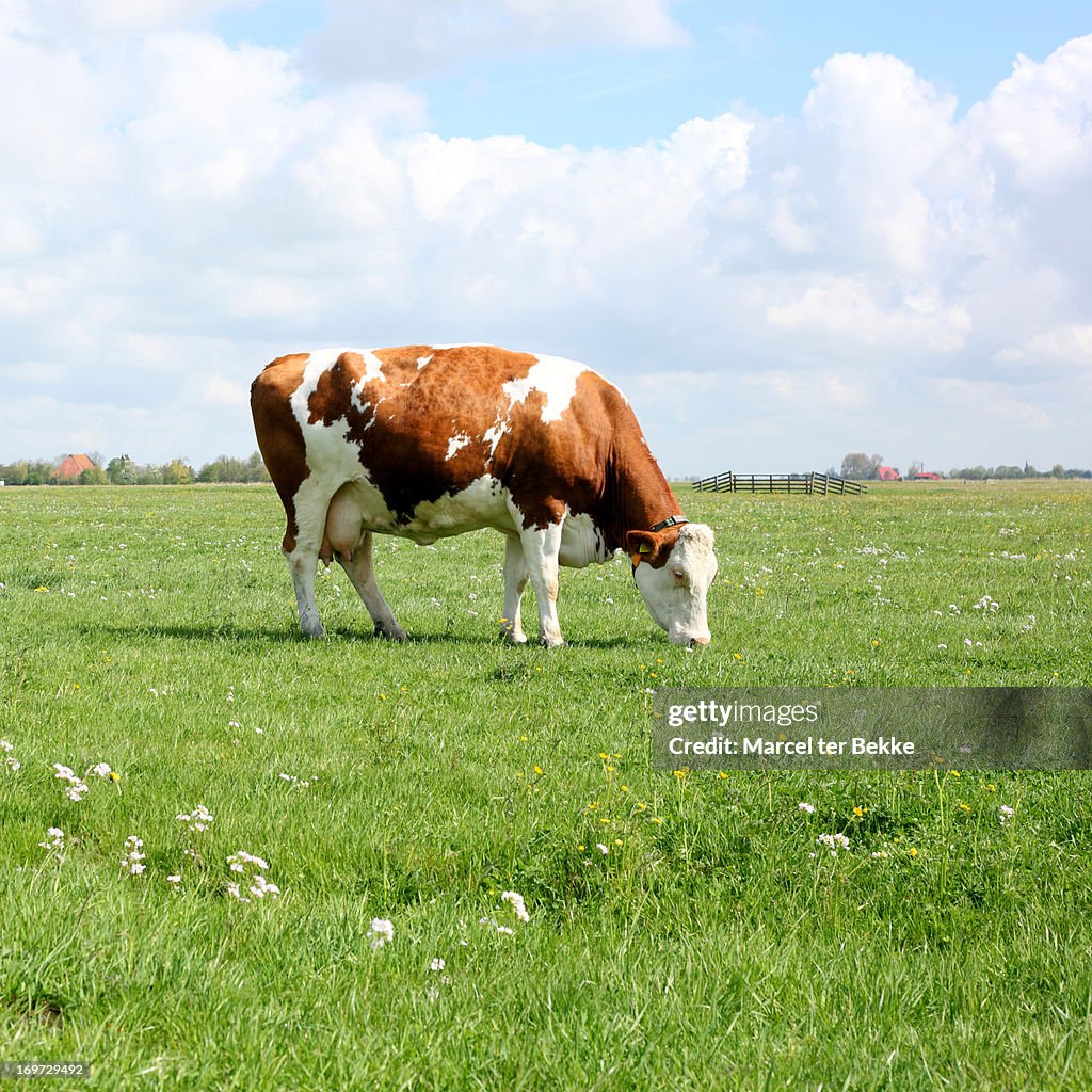 Grazing cow