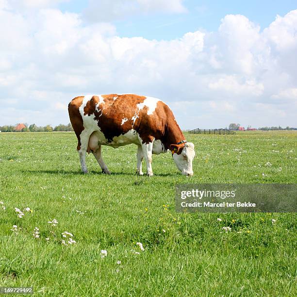 grazing cow - grazing stock pictures, royalty-free photos & images