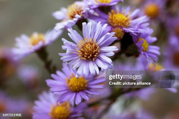 September 2023, Saxony-Anhalt, Schierke Am Brocken: A mertensia native to Pakistan blooms in the Brocken Garden. More than 1500 plant species from...