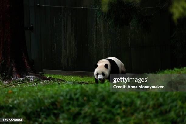 Male giant panda Xiao Qi Ji walks around his enclosure during a 'Panda Palooza' event Smithsonian National Zoo on September 23, 2023 in Washington,...