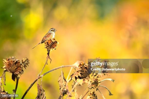 chipping sparrow and sunflowers - sparrow stock pictures, royalty-free photos & images