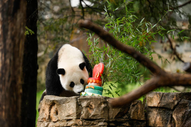 DC: D.C.'s National Zoo Holds A PandaPalooza Event, As Zoo Prepares To Return Them To China In December