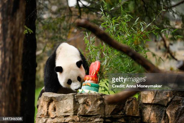 Male giant panda Xiao Qi Ji eats a frozen fruit cake in his enclosure during a 'Panda Palooza' event at the Smithsonian National Zoo on September 23,...