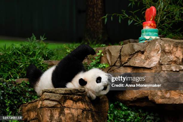 Male giant panda Xiao Qi Ji rolls around in his enclosure during a 'Panda Palooza' event at the Smithsonian National Zoo on September 23, 2023 in...