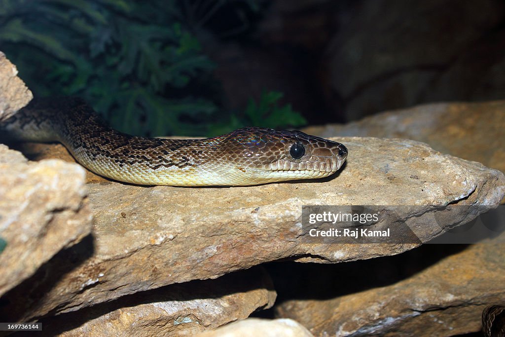 Cuban boa. Epicrates angulifer