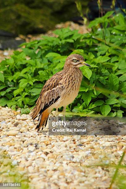 spotted thick-knee. burhinus capensis. africa. - spotted thick knee stock pictures, royalty-free photos & images