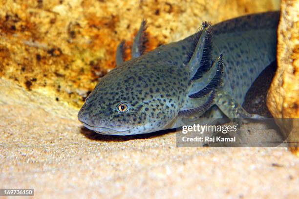 axolotl. endangered. ambystoma mexicanum.mexico - axolotl stock pictures, royalty-free photos & images
