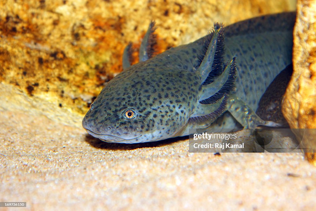 Axolotl. Endangered. Ambystoma mexicanum.Mexico