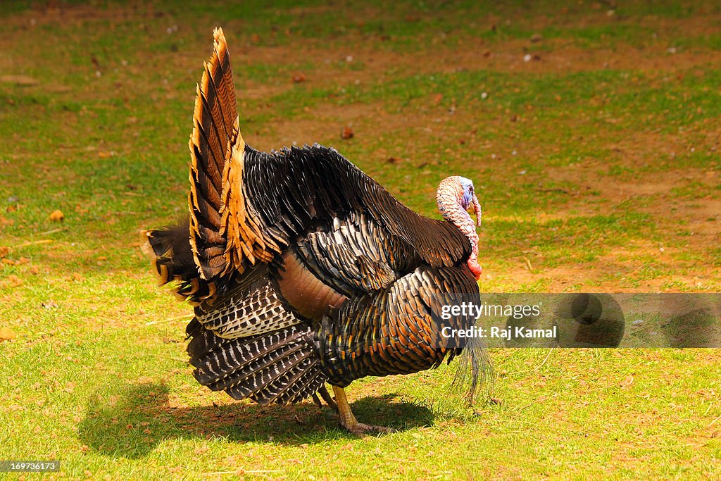 Norfolk Bronze Turkey. Meleagris gallopavo