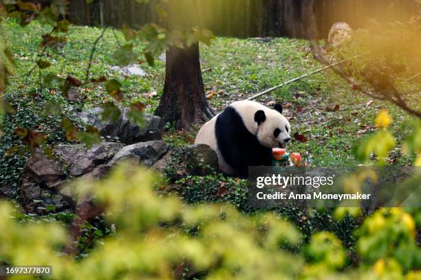 Female giant panda Mei Xiang eats a frozen fruit cake in his enclosure during a 'Panda Palooza' event at the Smithsonian National Zoo on September...