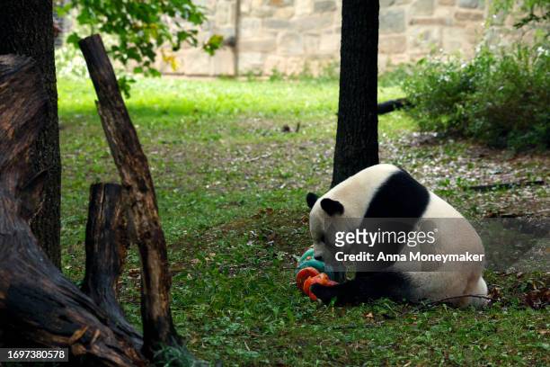 Male giant panda Tian Tian eats a frozen fruit cake in his enclosure during a 'Panda Palooza' event at the Smithsonian National Zoo on September 23,...