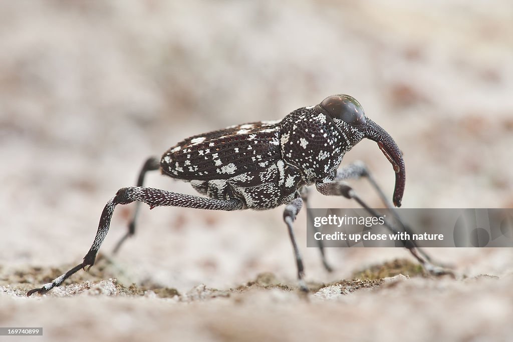 Black weevil with white spots