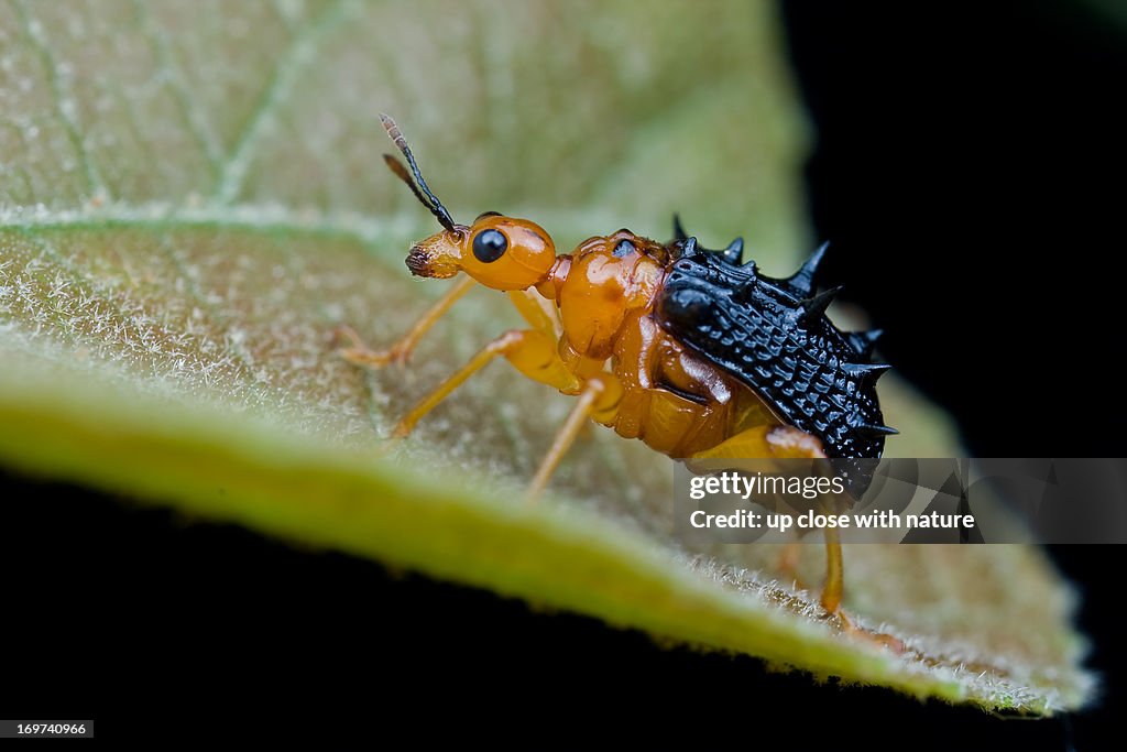 Spiny Giraffe weevil - Hoplapoderus hystrix