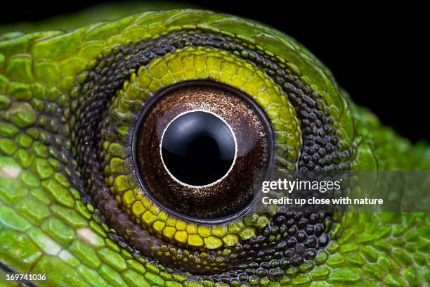the eye of a green crested lizard - lizard eye closeup stock pictures, royalty-free photos & images