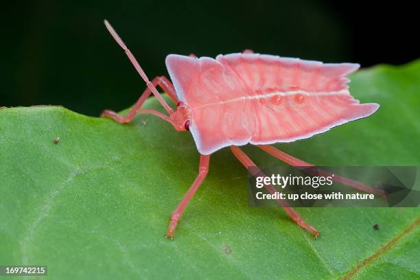 Pink Scatter Insect Pink Stink Photos and Premium High Res Pictures - Getty Images