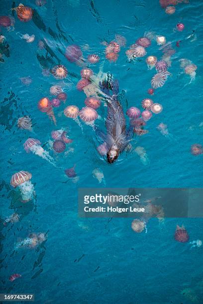 sea lion swims through sea of jellyfish - aquatic mammal stock pictures, royalty-free photos & images