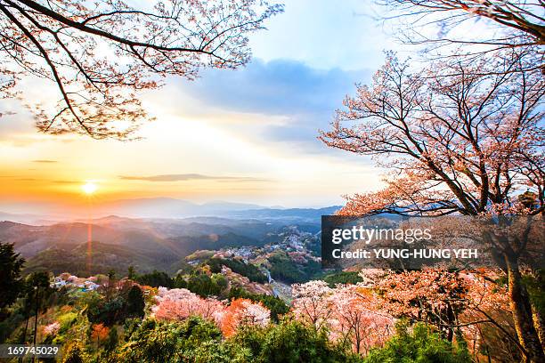 cherry blossoms at mount yoshino - 奈良県 ストックフォトと画像