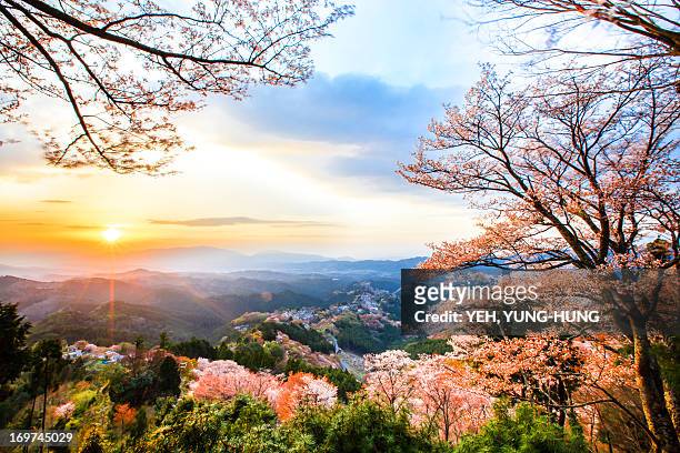 cherry blossoms at mount yoshino - cherry blossom japan stock pictures, royalty-free photos & images