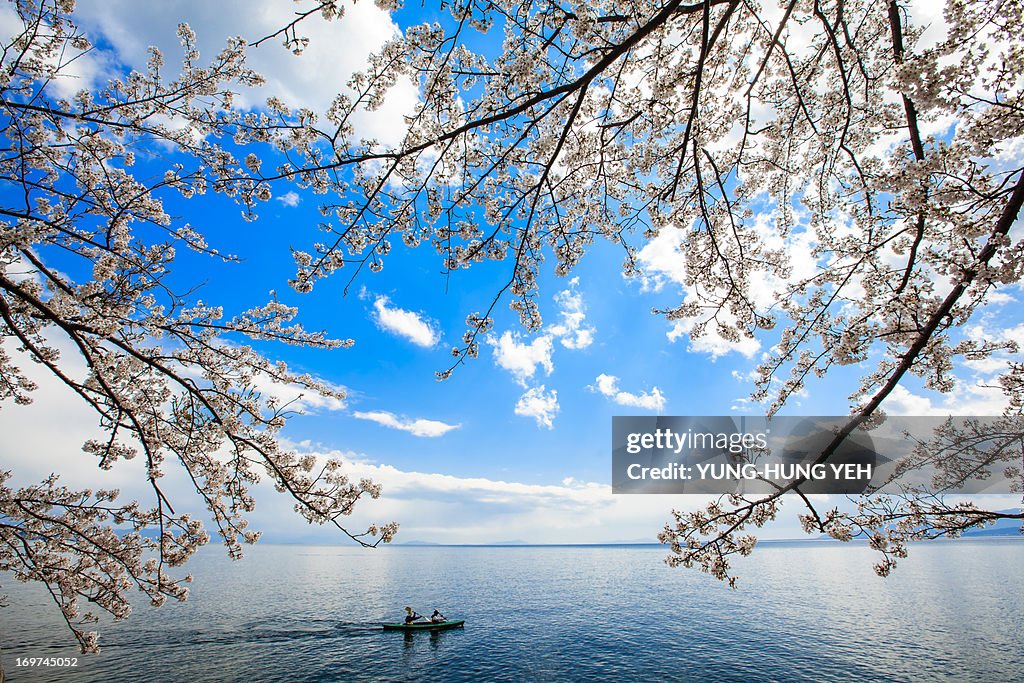 Oriental cherry are in full bloom at Kaizu Osaki