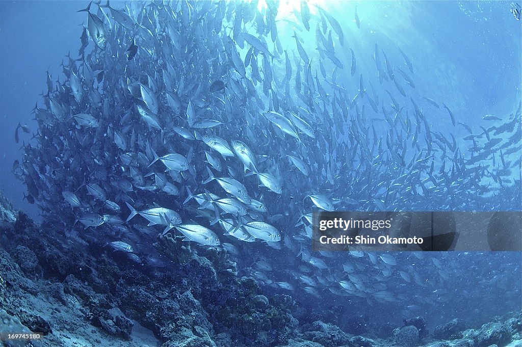 Many bigeye trevally