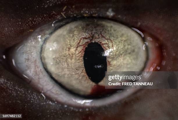 The eye of a Spiny dogfish is pictured on September 28, 2023 at the fish auction in Le Guilvinec, western France.