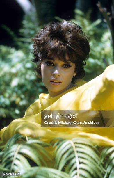 Actress and singer Fran Jeffries poses for a portrait in circa 1966.