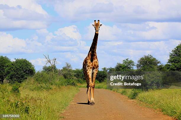 kruger park. south africa/áfrica do sul. feb/2013 - áfrica stock pictures, royalty-free photos & images