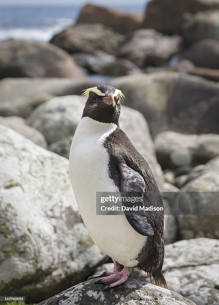 Fiordland Crested Penguin (Eudyptes pachyrhynchus)