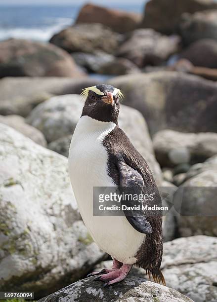 fiordland crested penguin (eudyptes pachyrhynchus) - fiordland national park stock pictures, royalty-free photos & images