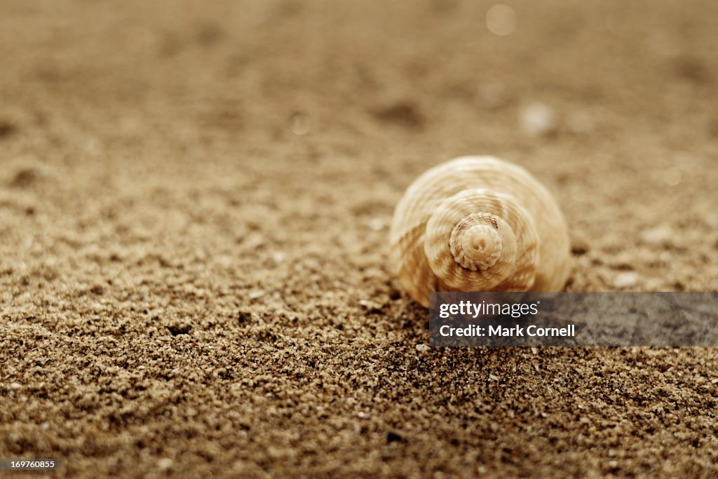 Shell on Beach