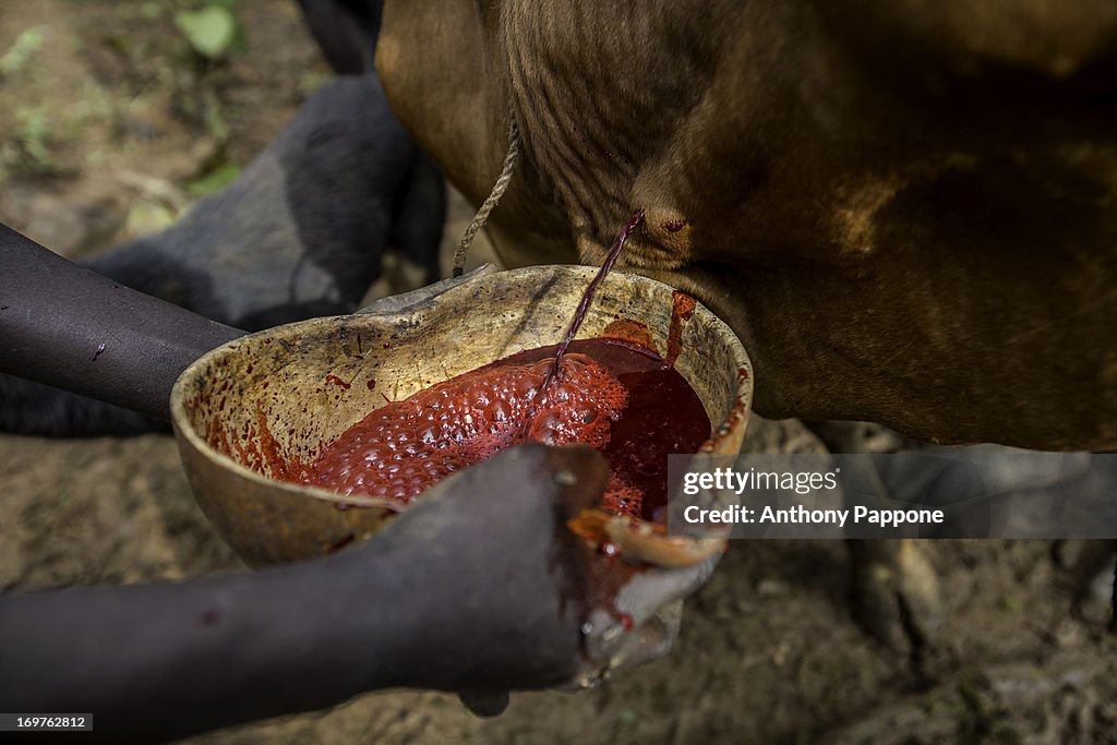 Blood of cows