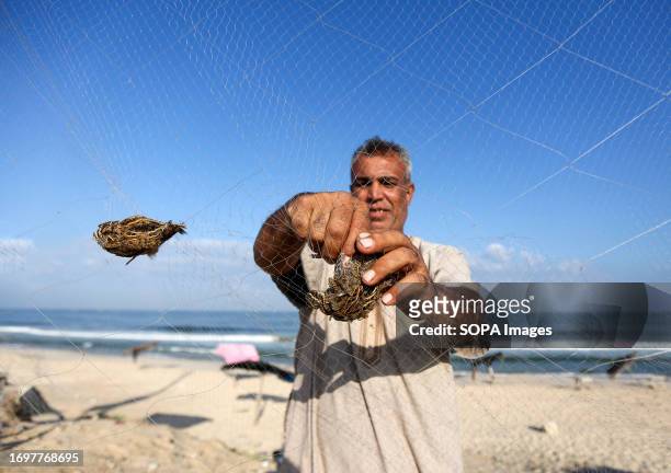 Palestinian removes a migratory quail caught in his net on the shore of the Mediterranean Sea in Khan Yunis, southern Gaza Strip. Quail hunters sell...