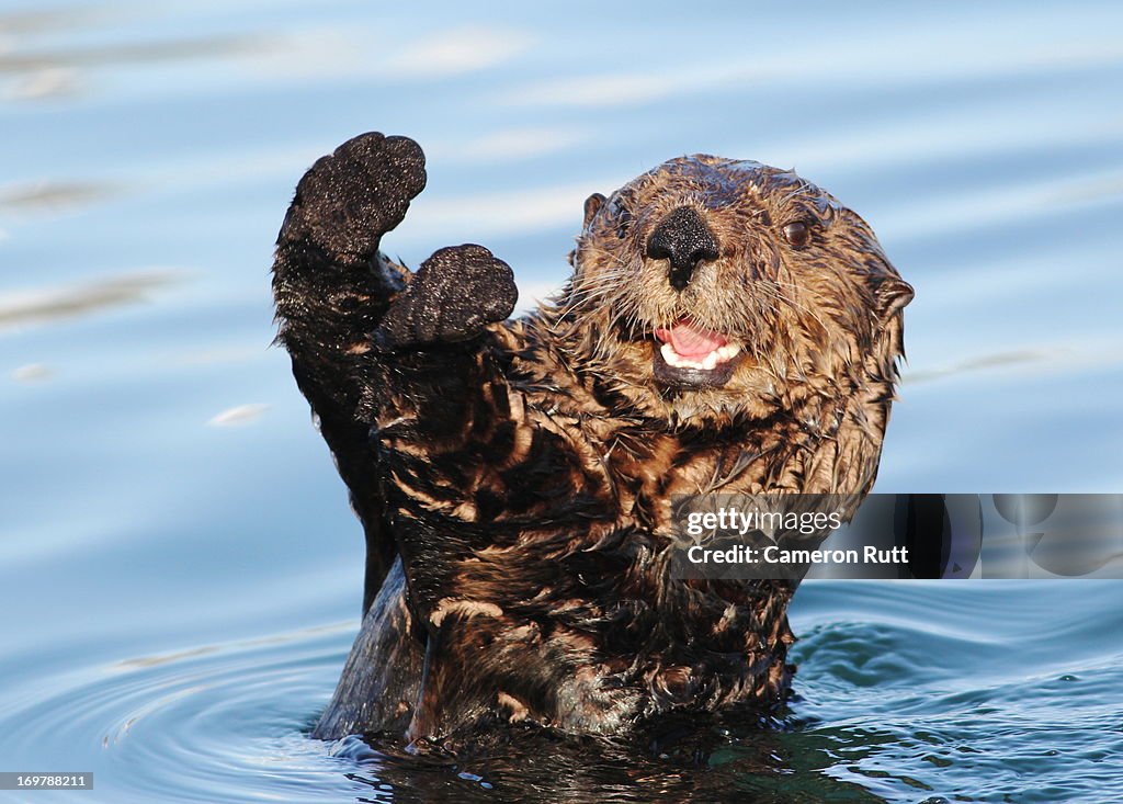 Sea Otter (Enhydra lutris)