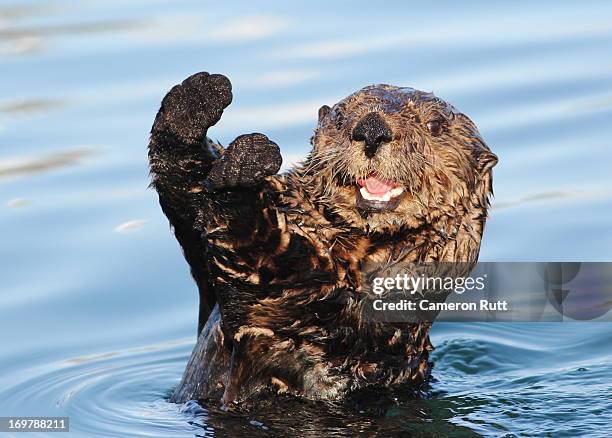 sea otter (enhydra lutris) - sea otter 個照片及圖片檔