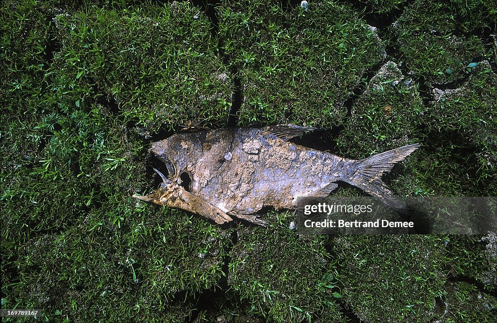 Dead fish laying on cracked green mud