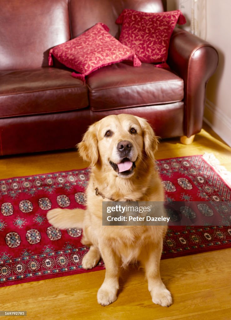 Pedigree golden retriever