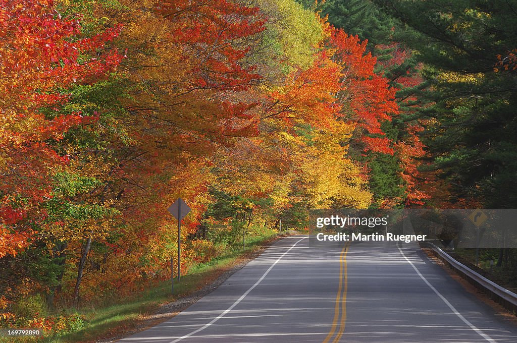 Road with fall foliage