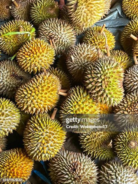 durian - durian stock pictures, royalty-free photos & images