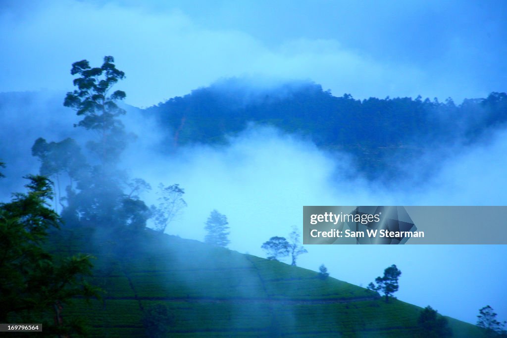 Morning Mist of Nuwara Eliya