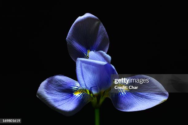 iris unguicularis - the purple iris stock pictures, royalty-free photos & images