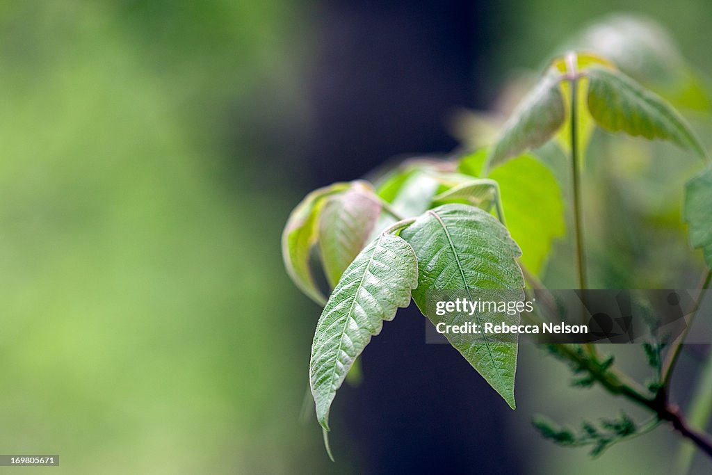 Poison ivy
