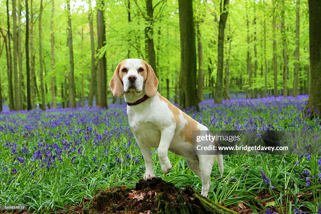 Beagle in Bluebell Woods, Hertfordshire