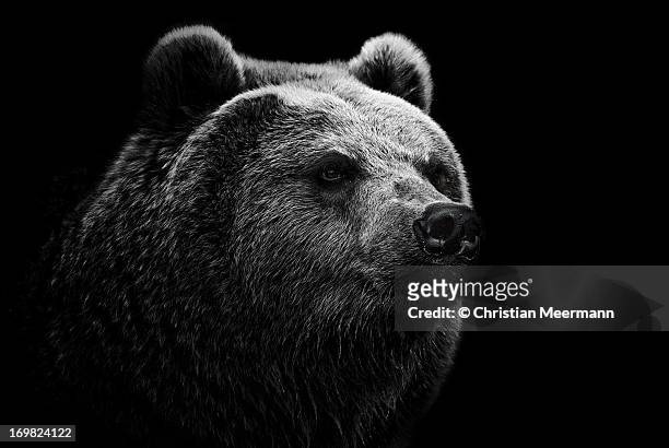 east siberian brown bear - brown bear photos et images de collection