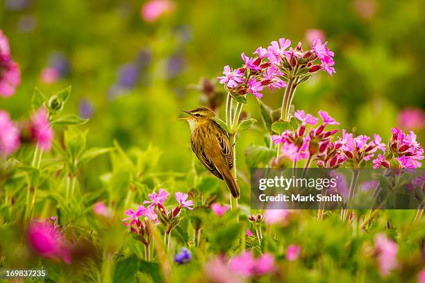 sedge warbler (acrocephalus schoenobaenus) singing - sedge warbler stock pictures, royalty-free photos & images