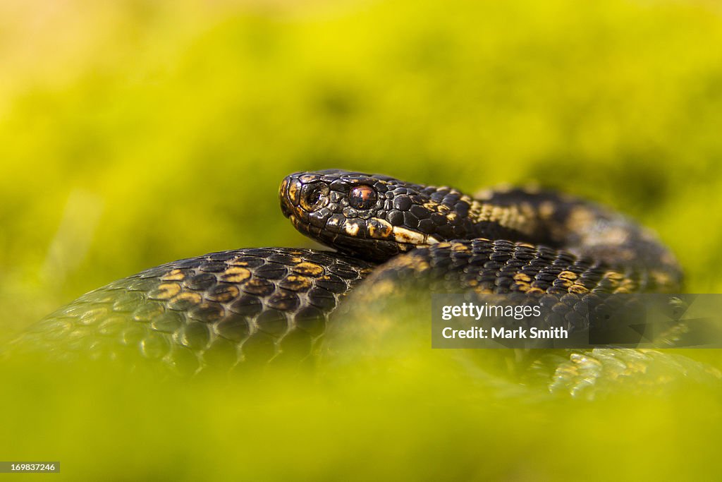 Adder (Vipera berus)