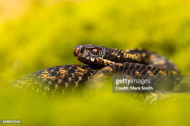 adder (vipera berus) - adder stock pictures, royalty-free photos & images